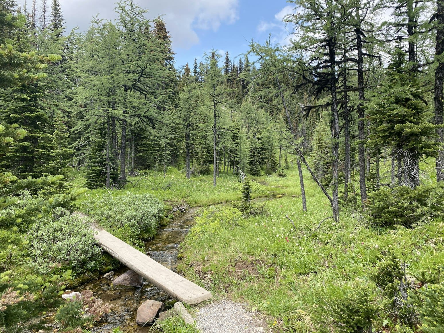 A small wooden bridge crosses a mountain stream surrounded by evergreens and alpine meadows in Banff National Park, Canadian Rockies.